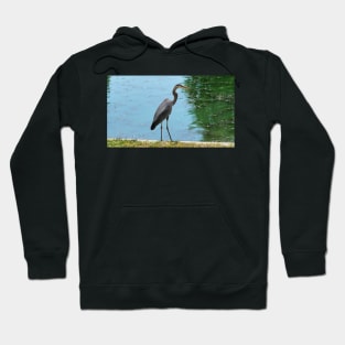 Great Blue Heron Standing By A Pond Hoodie